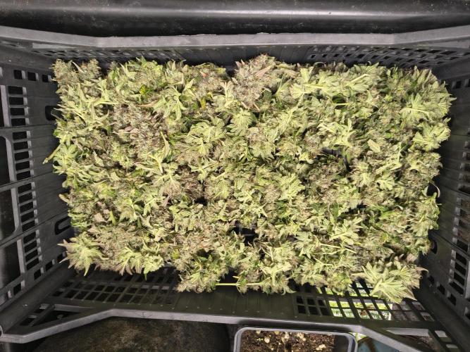 LENNON PYRAMID FOTOPERIODIC. Week 16