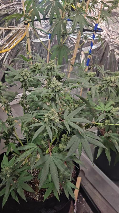 1st real grow