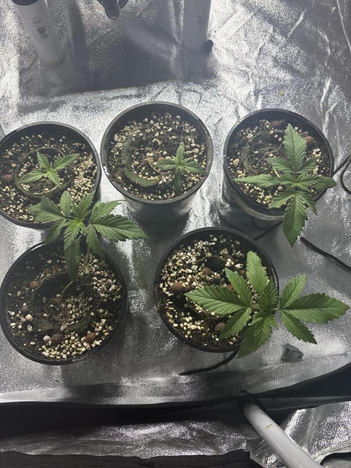 Bannana purple punch rf1. Week 2