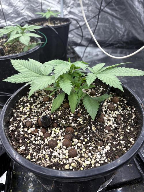 Banana purple punch rf3. Week 3