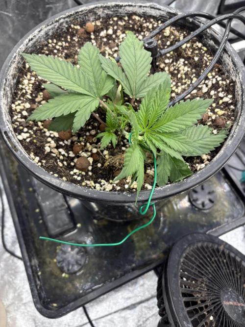 Banana purple punch rf3. Week 3 - Had some cal mag deficiency’s start on this plant new growth looks
