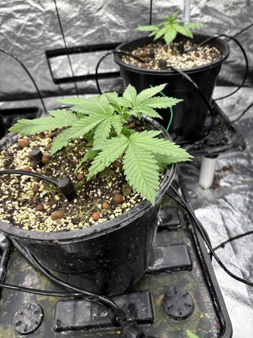 Banana purple punch rf3. Week 3