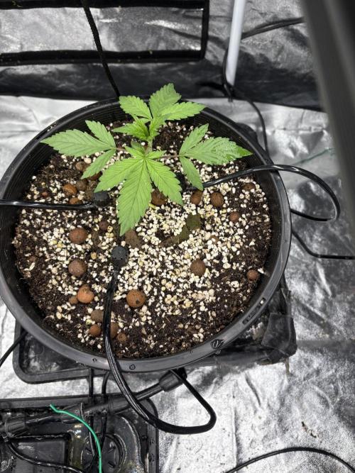 Banana purple punch rf3. Week 3