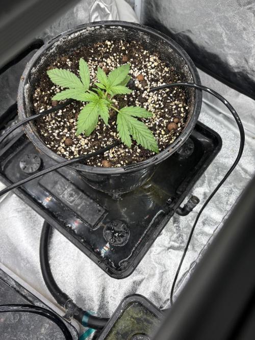 Banana purple punch rf3. Week 3