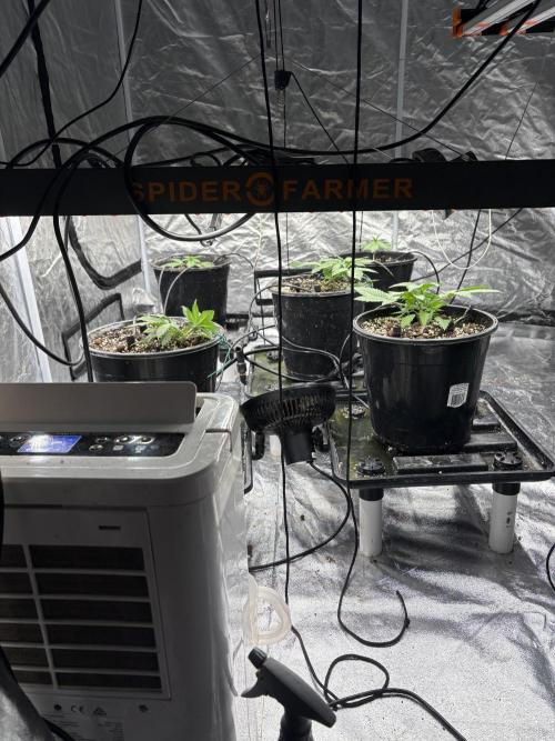 Banana purple punch rf3. Week 3