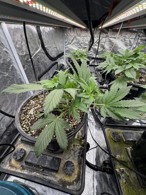 Banana purple punch rf3. Week 4 - Plant 1 (before defoliation)