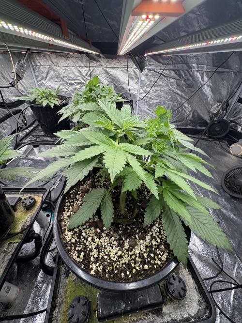 Banana purple punch rf3. Week 4 - Plant 2 (before defoliation)