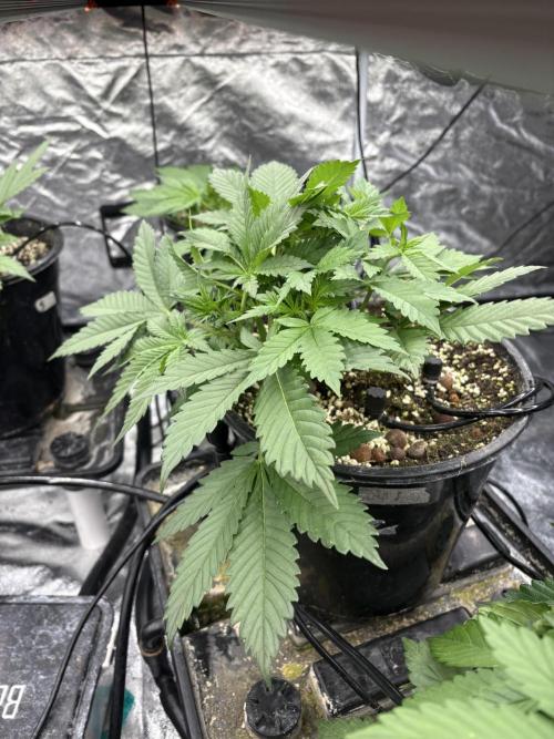 Banana purple punch rf3. Week 4 - Plant 3 (before defoliation)