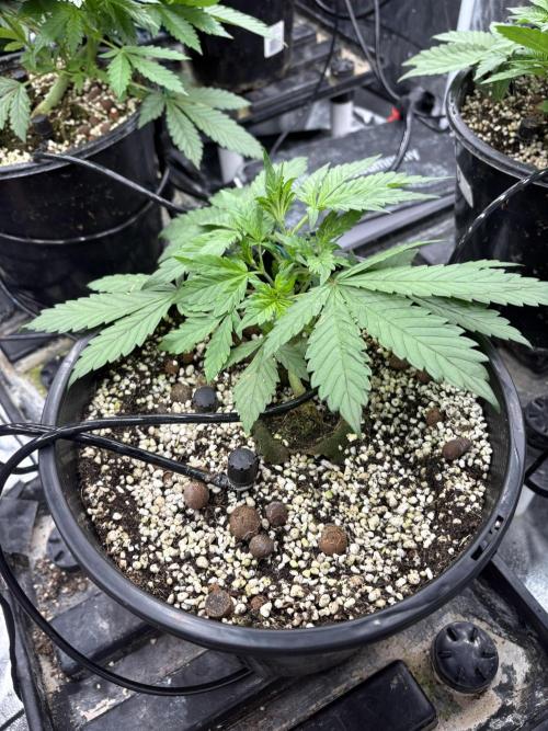 Banana purple punch rf3. Week 4 - Plant 4 (before defoliation)