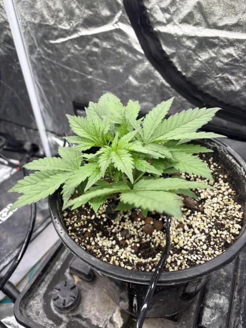 Banana purple punch rf3. Week 4 - Plant 5 (before defoliation)
