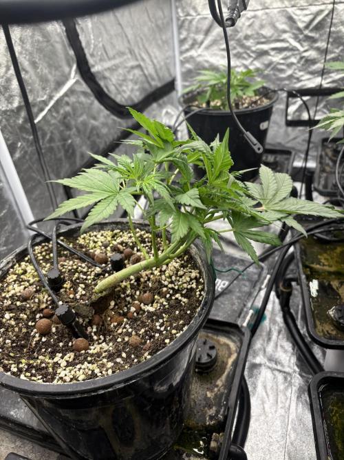 Banana purple punch rf3. Week 4 - Plant 1 (after defoliation)