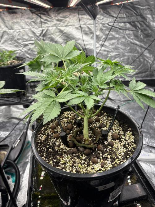 Banana purple punch rf3. Week 4 - Plant 2 (after defoliation)