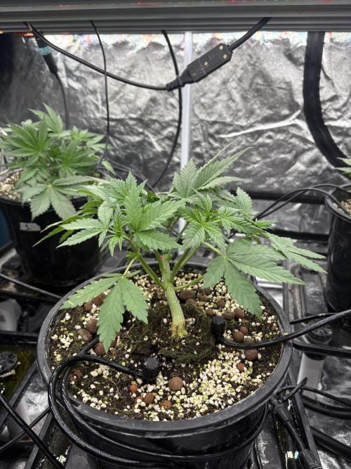 Banana purple punch rf3. Week 4 - Plant 3 (after defoliation)
