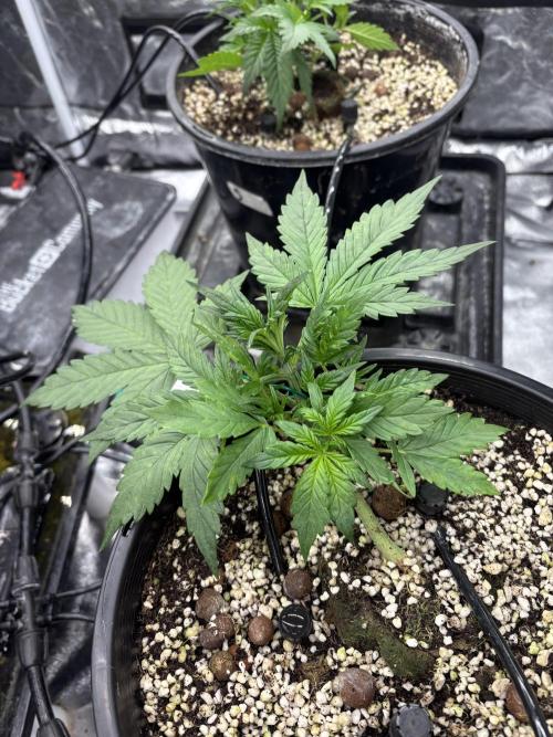 Banana purple punch rf3. Week 4 - Plant 4 (after defoliation)