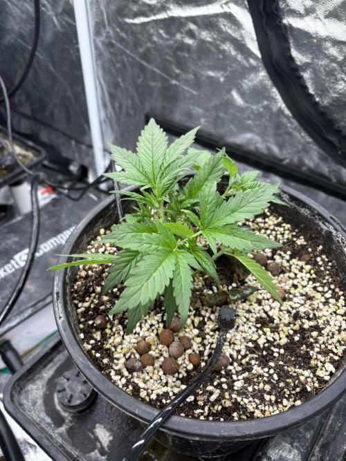 Banana purple punch rf3. Week 4 - Plant 5 (after defoliation)