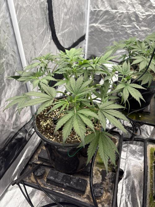 Banana purple punch rf3. Week 5 - Plant 