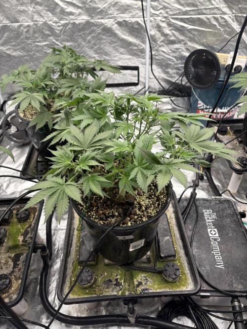Banana purple punch rf3. Week 5 - Plant 2 