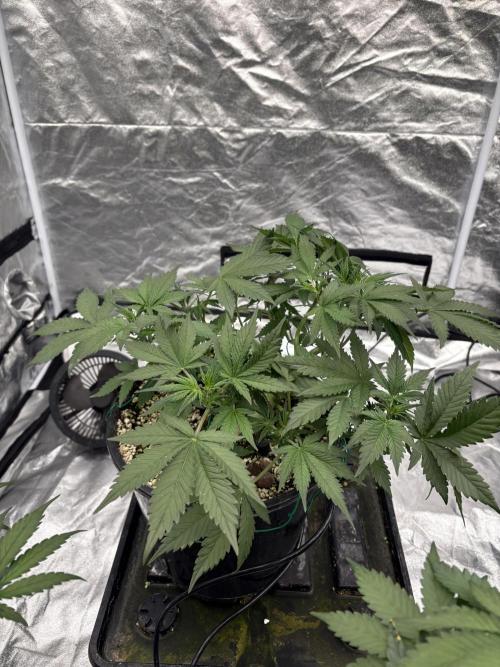 Banana purple punch rf3. Week 5 - Plant 3 