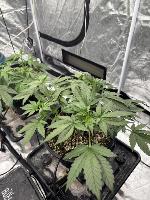 Banana purple punch rf3. Week 5 - Plant 4 