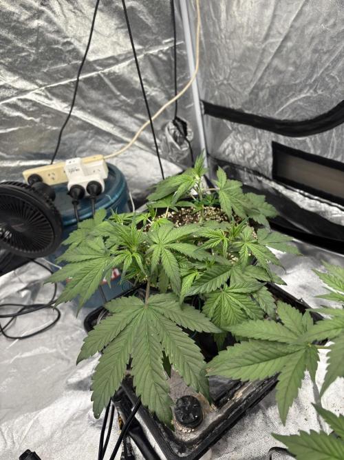 Banana purple punch rf3. Week 5 - Plant 5