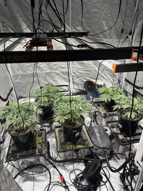 Banana purple punch rf3. Week 5