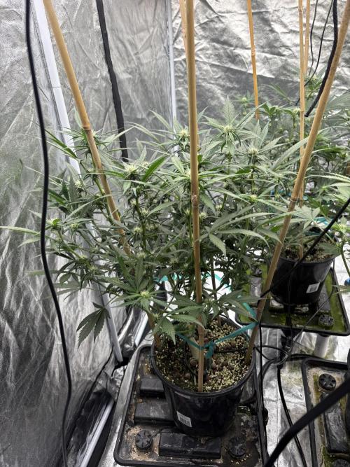 Banana purple punch rf3. Week 7 - Plant 1 
