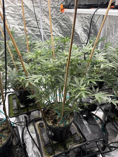 Banana purple punch rf3. Week 7 - Plant 2 