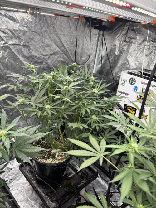 Banana purple punch rf3. Week 7 - Plant 5 