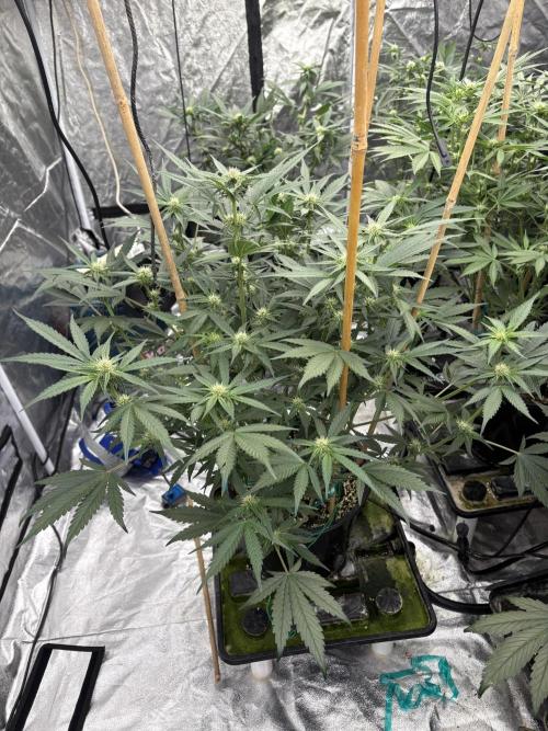Banana purple punch rf3. Week 7
