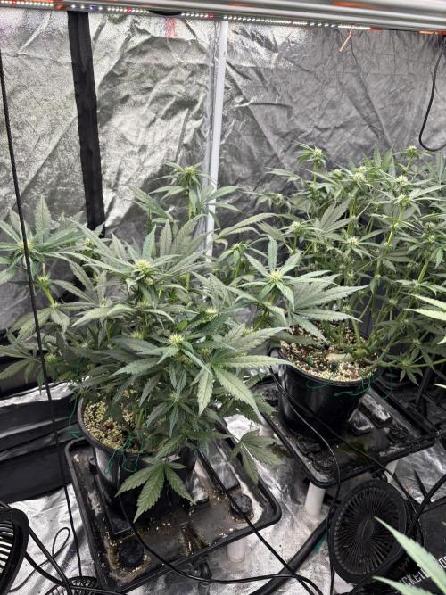 Banana purple punch rf3. Week 7
