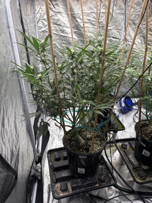 Banana purple punch rf3. Week 7 - Plant 1
