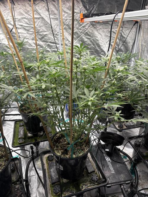 Banana purple punch rf3. Week 7 - Plant 2