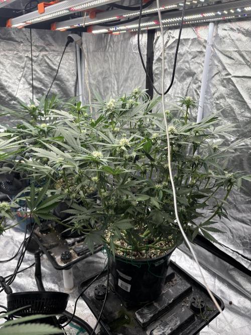 Banana purple punch rf3. Week 7 - Plant 3