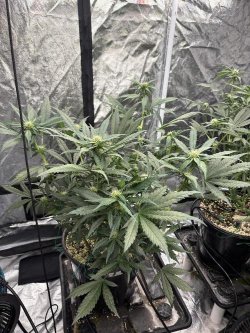 Banana purple punch rf3. Week 7 - Plant 4 