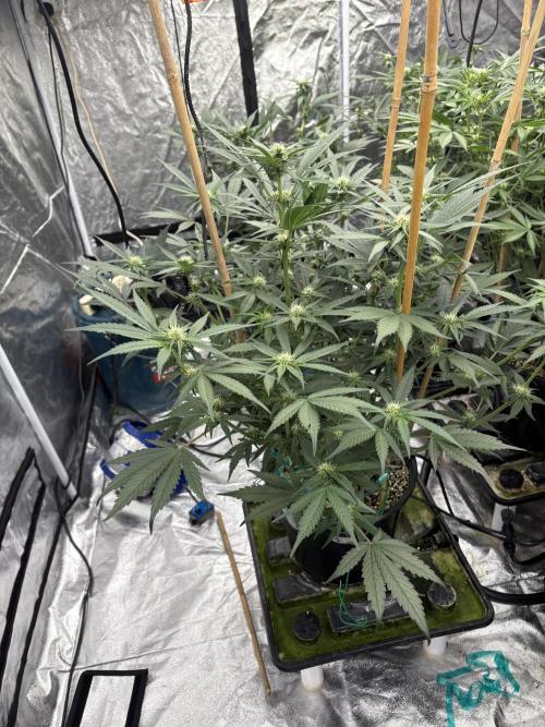 Banana purple punch rf3. Week 7 - Plant 5