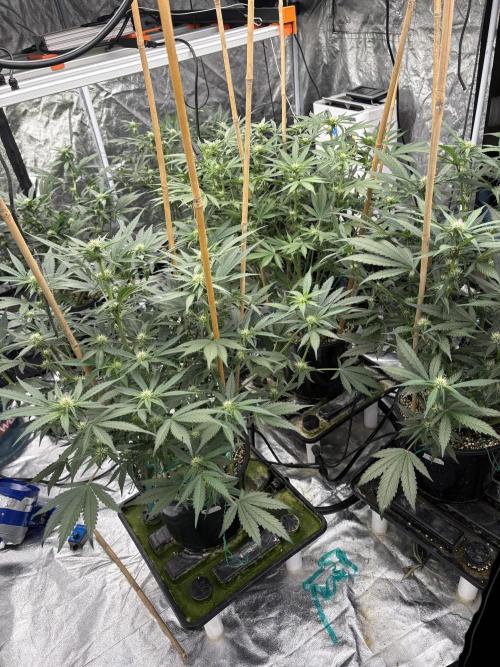 Banana purple punch rf3. Week 7