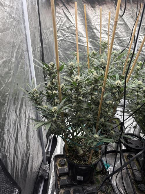 Banana purple punch rf3. Week 8