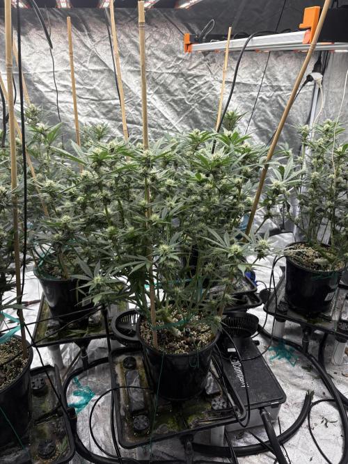 Banana purple punch rf3. Week 8