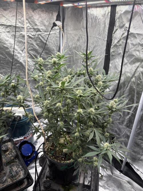 Banana purple punch rf3. Week 8