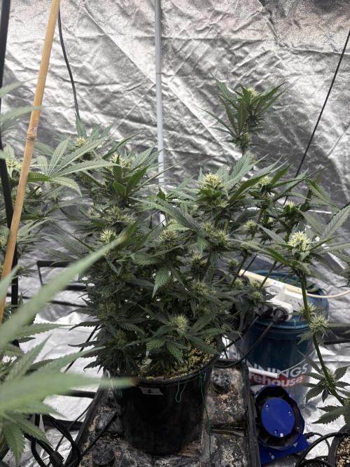 Banana purple punch rf3. Week 8