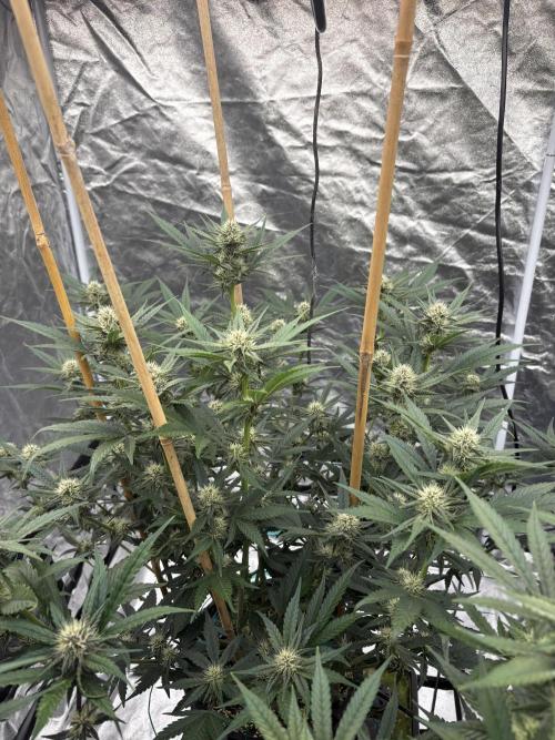 Banana purple punch rf3. Week 8