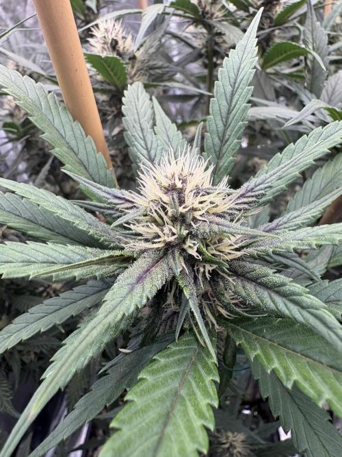 Banana purple punch rf3. Week 8