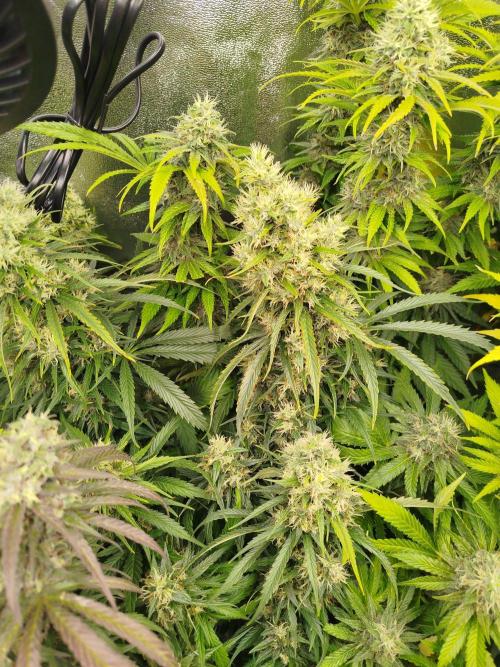 Balcony somewhere in Europe 2025. Week 20