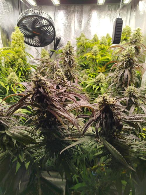 Balcony somewhere in Europe 2025. Week 20