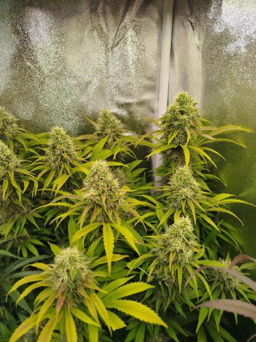 Balcony somewhere in Europe 2025. Week 20