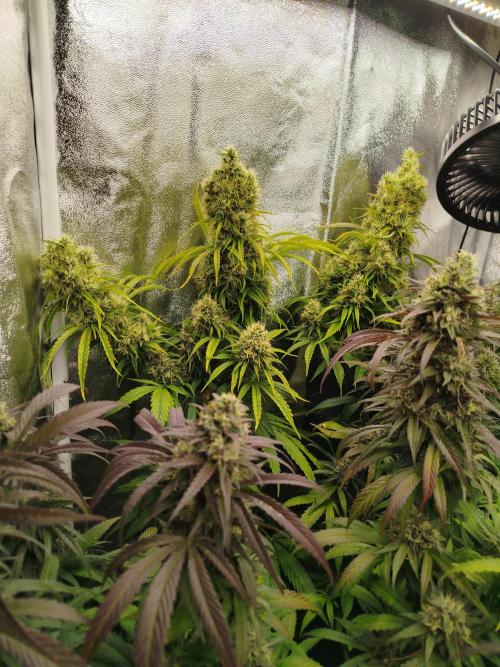 Balcony somewhere in Europe 2025. Week 20