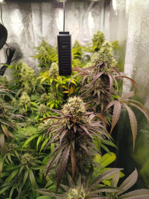 Balcony somewhere in Europe 2025. Week 20