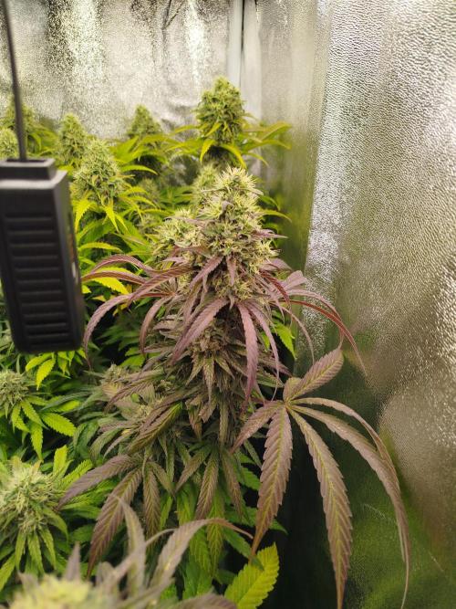 Balcony somewhere in Europe 2025. Week 20