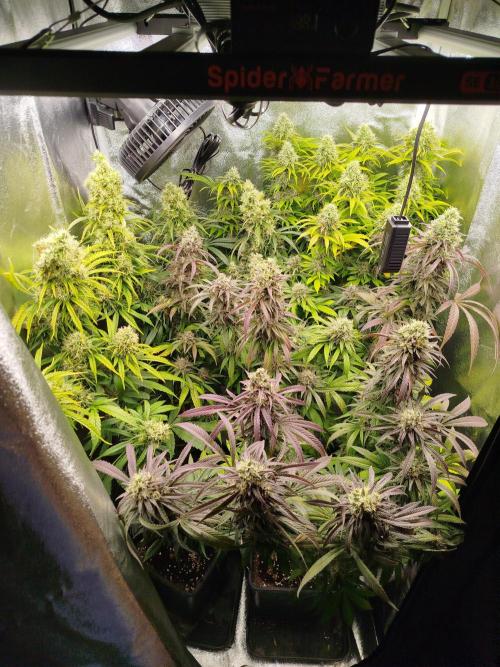 Balcony somewhere in Europe 2025. Week 20