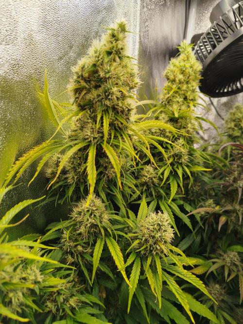 Balcony somewhere in Europe 2025. Week 20